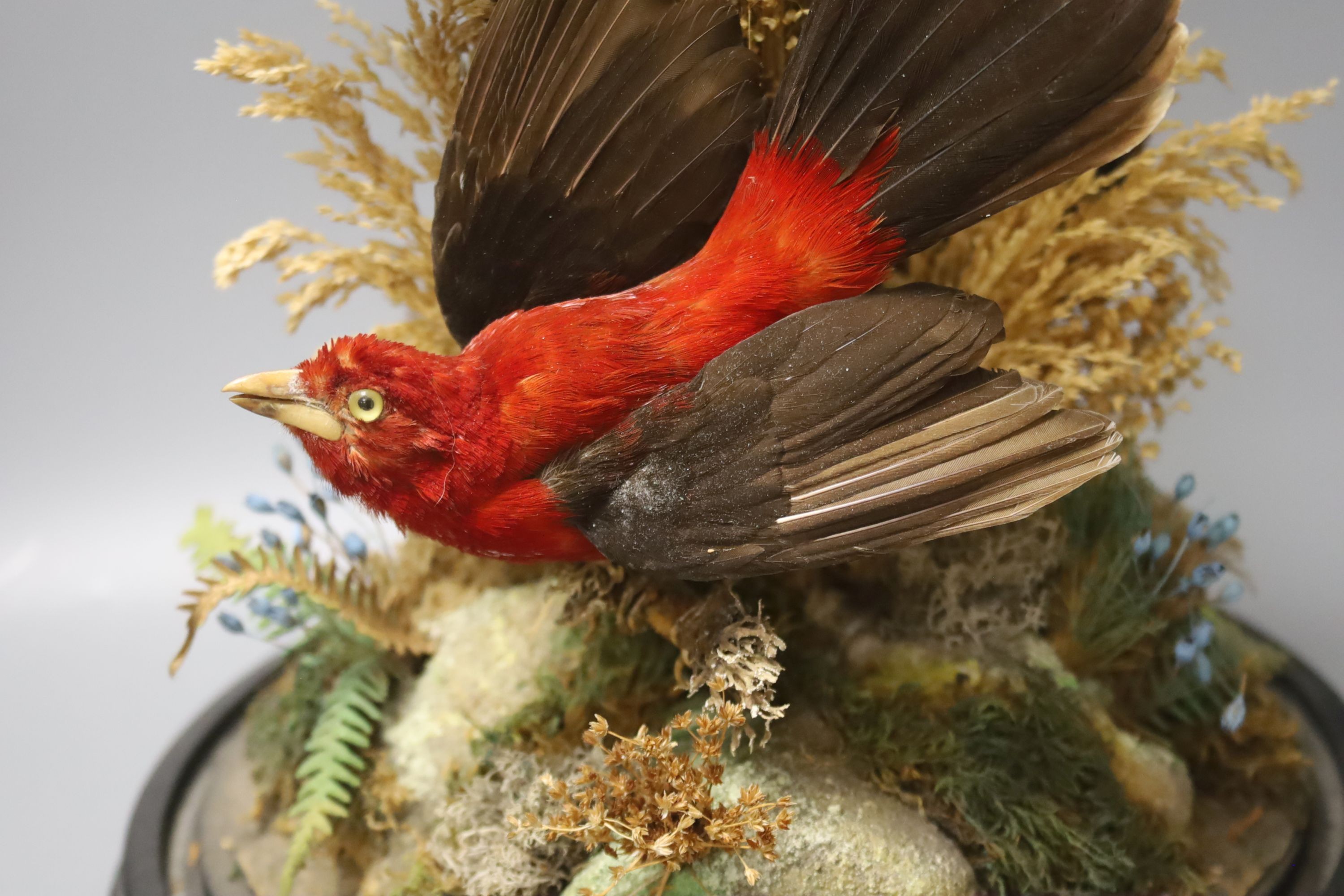 A Victorian taxidermic group of exotic birds, under a glass dome, height 46cm